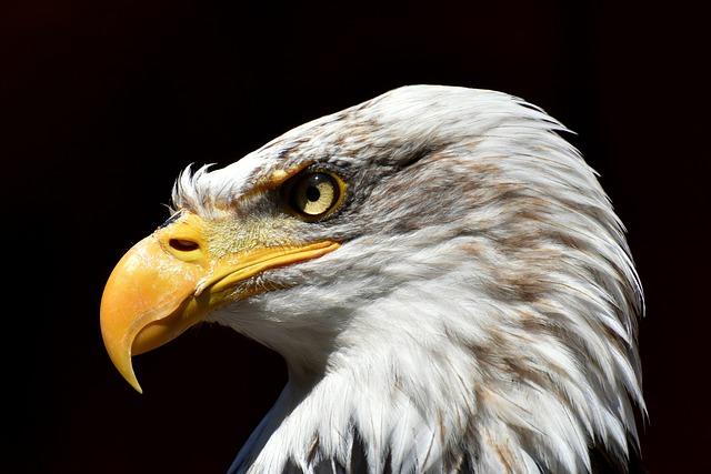 getting Around: Best Transportation Options for Eagle Enthusiasts