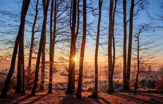 Tourism Boost: Attracting Visitors to Changchun's Winter wonderland