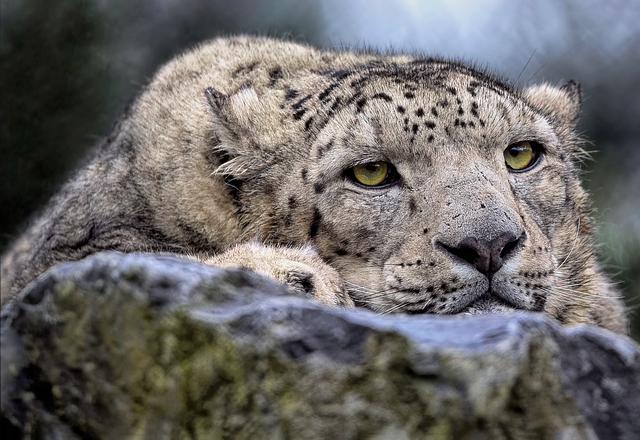 Future Strategies for Sustaining Leopard Populations in China