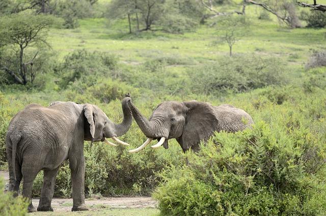 Tips for Planning Your Visit to Africa Safari Park