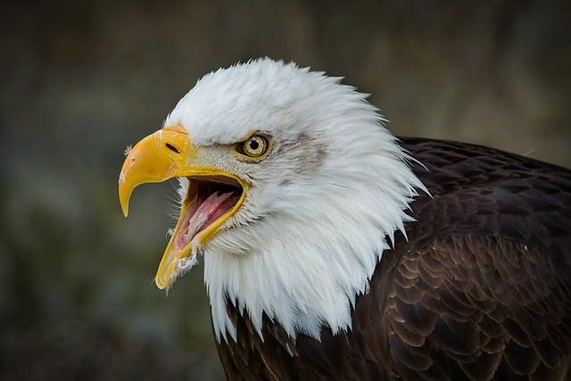 eagles and Their Habitat: Understanding the Importance of Conservation in Brazil