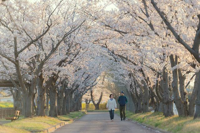 Experience the Magic of Cherry Blossoms from Above