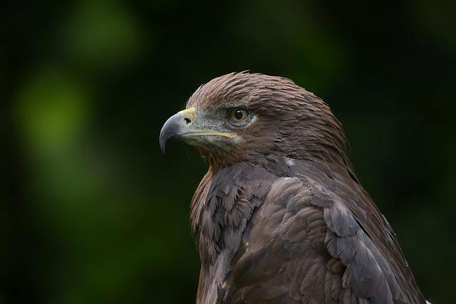 São Paulo: A Cultural Melting Pot Rich in Wildlife