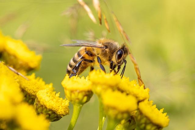 Challenges Faced by bees in Urban Environments