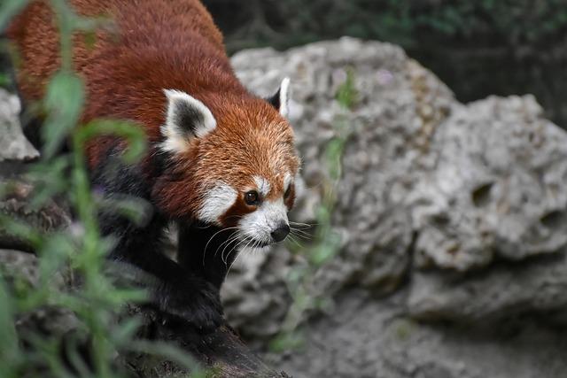 The Role of Snow in Enriching Panda Habitats and Well-being