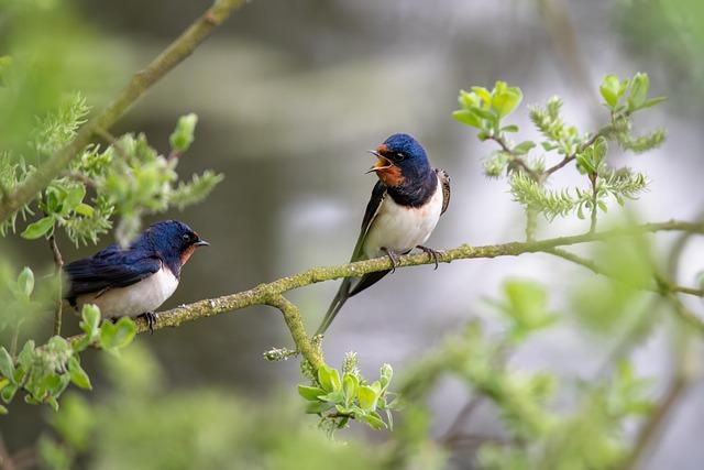 Ecological Significance of the Visitor: Understanding Its Impact on Local Biodiversity