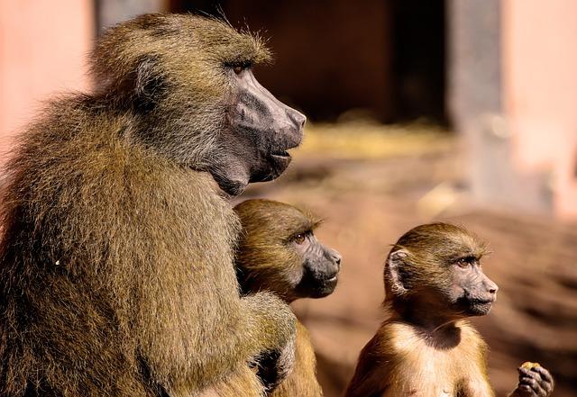 Baboons in the Urban Jungle: Understanding‍ Their Behavioral Shift