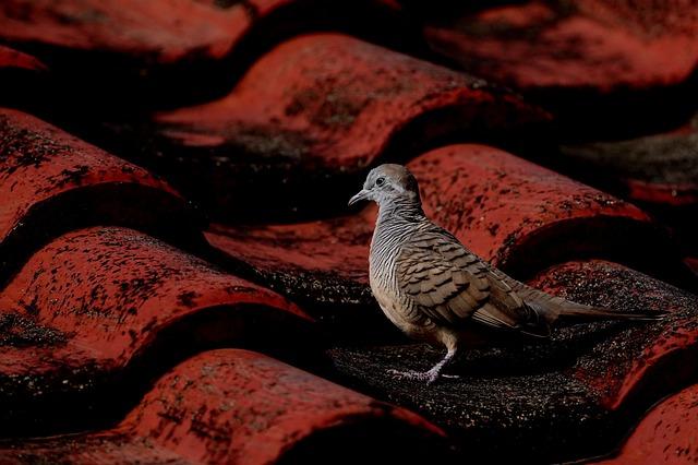 innovative Cool Roof Technology‍ Offers Potential Relief