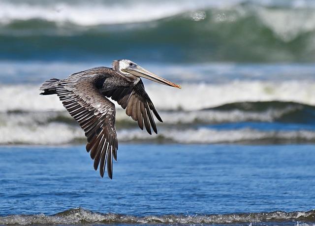 New Orleans Pelicans to‍ Face ‌Off Against Australian NBL⁢ Teams in Historic Matchup