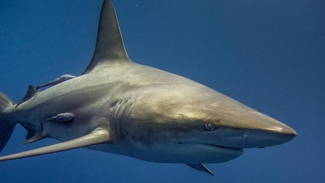 Woman bitten by shark at Gunyah Beach in Sydney's south⁢ - ABC News