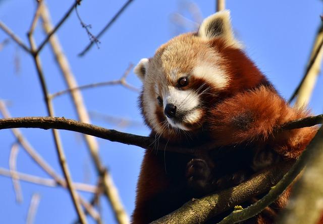 Panda Yaji's Playful Response to Jinan's First Snowfall