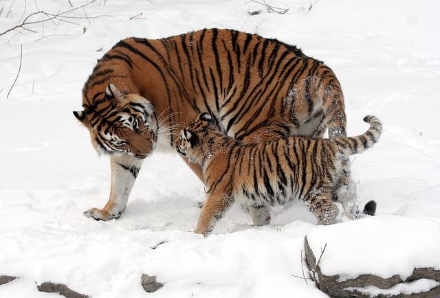 Behavioral Insights into Siberian Tigers' Playfulness in Snow