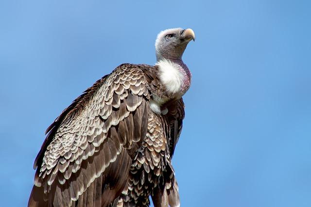 Recommendations for Enhancing Vulture Habitat Protection