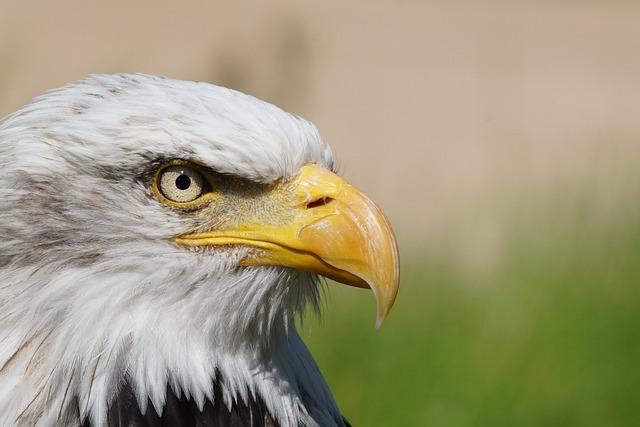 Local Cuisine: Savoring Traditional Dishes While Spotting Eagles