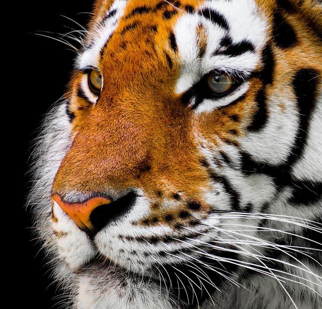 Conservation Efforts and Their Impact on Siberian tiger Populations