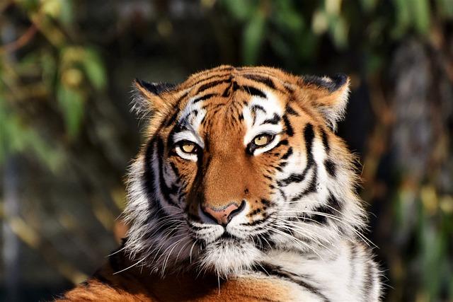 The Ecological Importance of Siberian Tigers in Northeast China