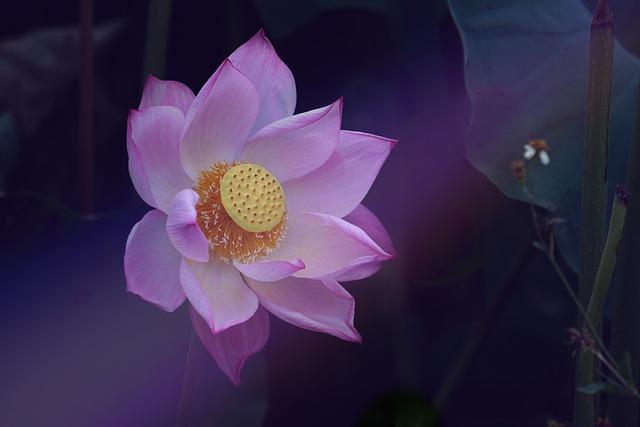 Cultural Nuances⁤ and Authenticity in The ⁢White Lotus Narrative