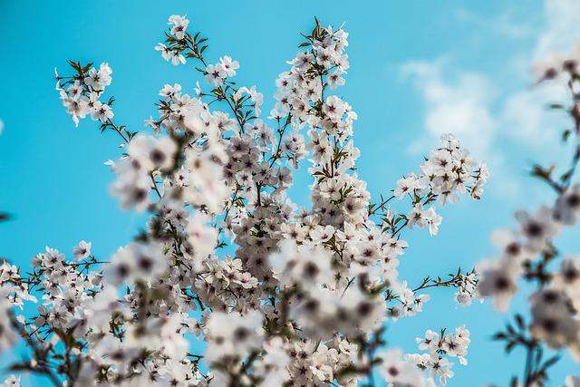 Significance of Fresh Chilean Cherries for the ⁣Chinese market