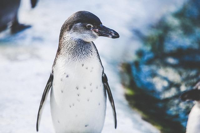 Behind the scenes: Understanding the Care and Conservation of Penguins