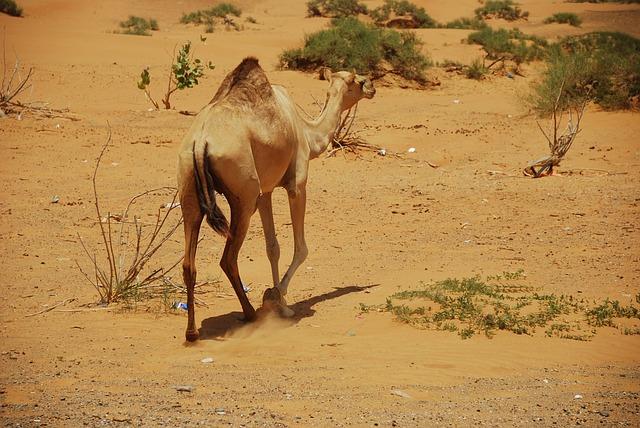 Opportunities for Investment: Exploring Trade Partnerships Between Ras Al Khaimah and China