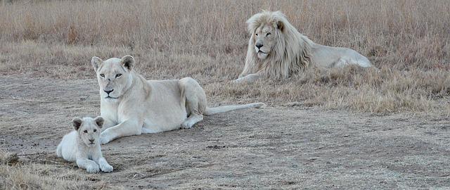 Expert insights on the Care and Nurturing of White Lion Cubs