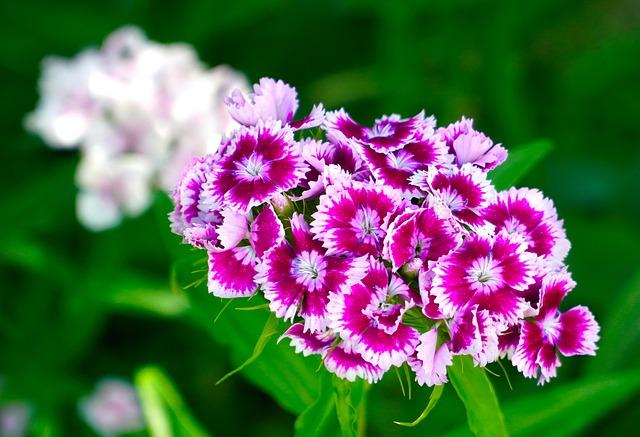 Sustainability and Innovation in the Dianthus Market