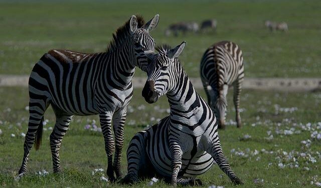 Kunming Biodiversity Fund launched in Beijing, China – CGTN