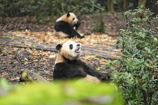 The Impact ​of Seasonal Weather on Panda Behavior ⁤and Health