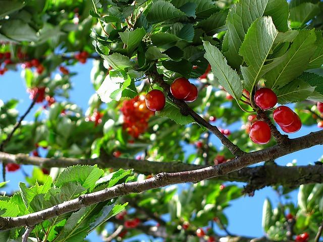 Key Factors Driving ⁢the⁢ Popularity of Chilean Cherries​ in China