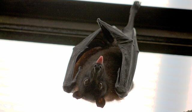 Why a New Bat Coronavirus in China Is Raising Concern – Bloomberg