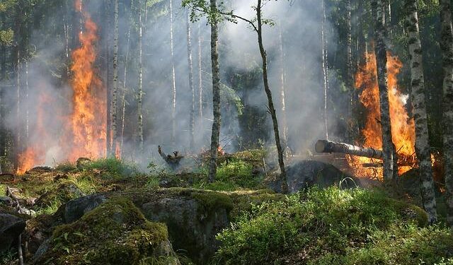 The Democratic Republic of Congo to create the Earth’s largest protected tropical forest reserve – World Economic Forum
