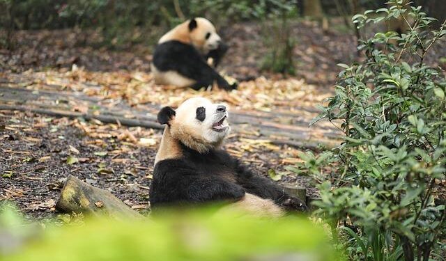 Giant panda celebrates 17th birthday at Jinan Zoo – People’s Daily