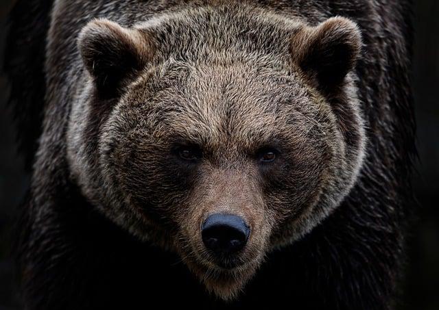 Visitor Insights: What to Expect When Visiting Boonie Bears Bay