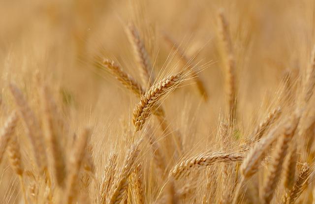 Impact of Weather Patterns on Wheat Yield ‍and⁤ Quality