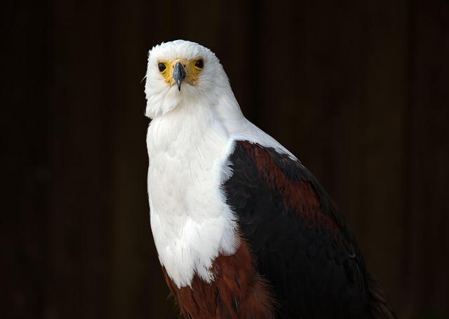 Must-Visit Locations: Top Spots for Eagle Watching in Urban Landscapes