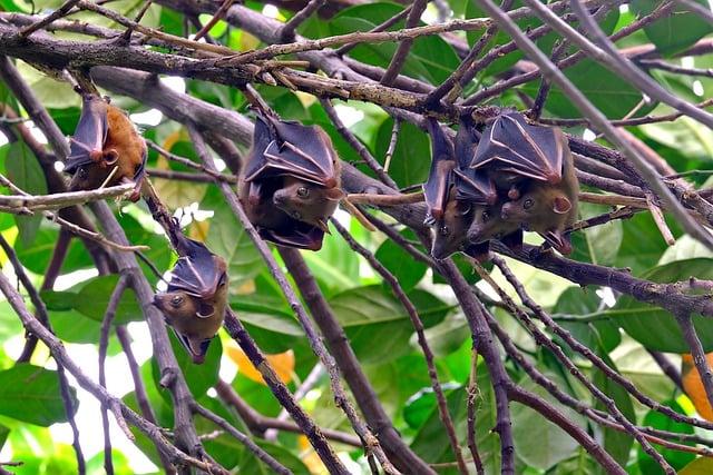 Emerging Threats from Wuhan: Understanding the ⁤Newly Discovered Bat Virus