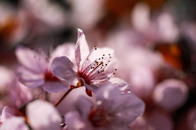 Plum Blossoms Breathe Life into Nanjing's Springtime Landscape