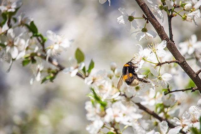 Local Culture and festivals ⁣Celebrating Spring in Nanjing