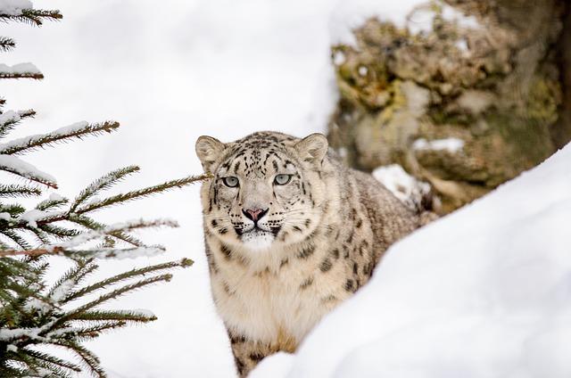 Population Recovery of the World's most Endangered Leopard in China