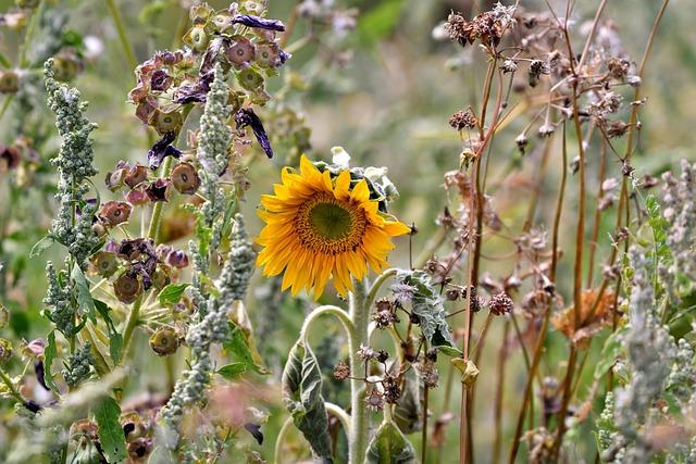 Community Reactions and Adaptations to Ongoing Climate Stress