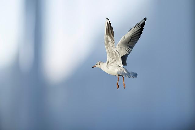 Recommendations for Responsible Bird Feeding practices