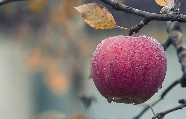 Apple to launch new store in Hefei, E.China's Anhui Province, expanding stores in China to 58 - Global Times