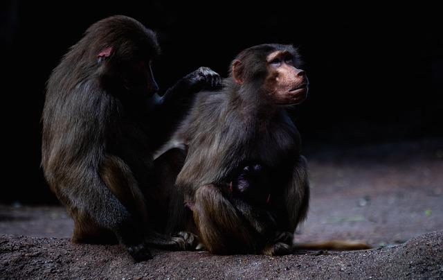 Tending the Zoo:⁤ Amsterdam’s ⁢Commitment to⁣ Animal Welfare