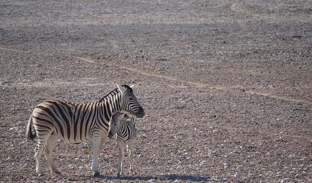 People visit Africa Safari Park in Alexandria, Egypt – Global Times
