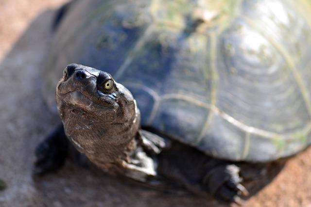 Office ⁢of Public⁤ Affairs Overview ‍of Turtle Smuggling Case