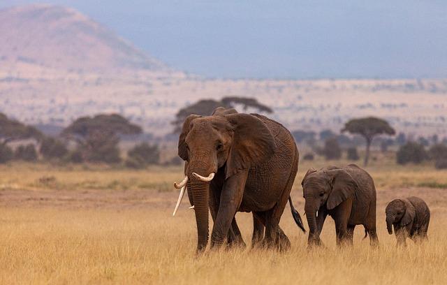 Peacemaker or peacebreaker? Why Kenya’s good neighbour reputation is marred – Al Jazeera English