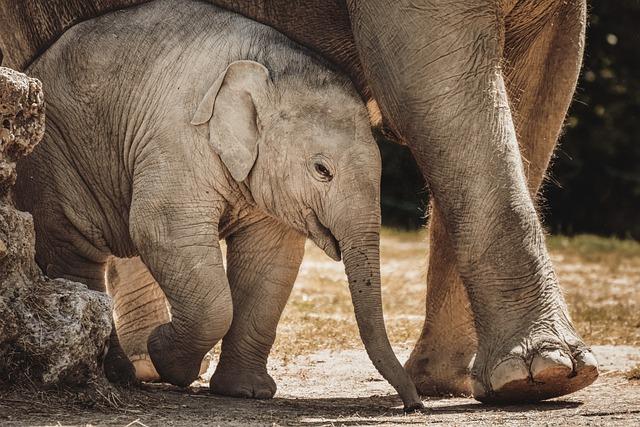 Future Initiatives: Plans‍ for Expanding elephant Conservation in Yangon Zoo