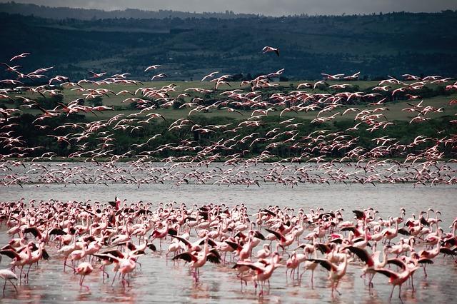 What’s the Best Way to Explore Kenya? Join a Local Hiking Club. - The New York Times