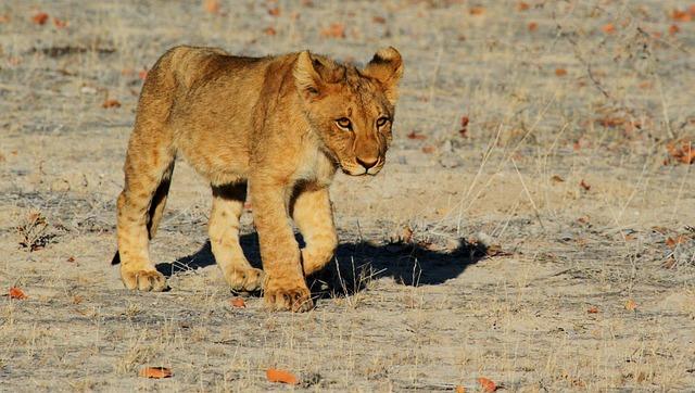 Early care and Development of White Lion Cubs: Best Practices