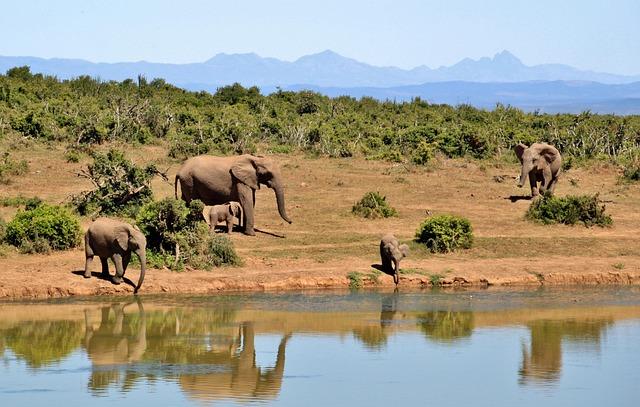 Culinary Adventures A Taste of South Africa’s Best restaurants